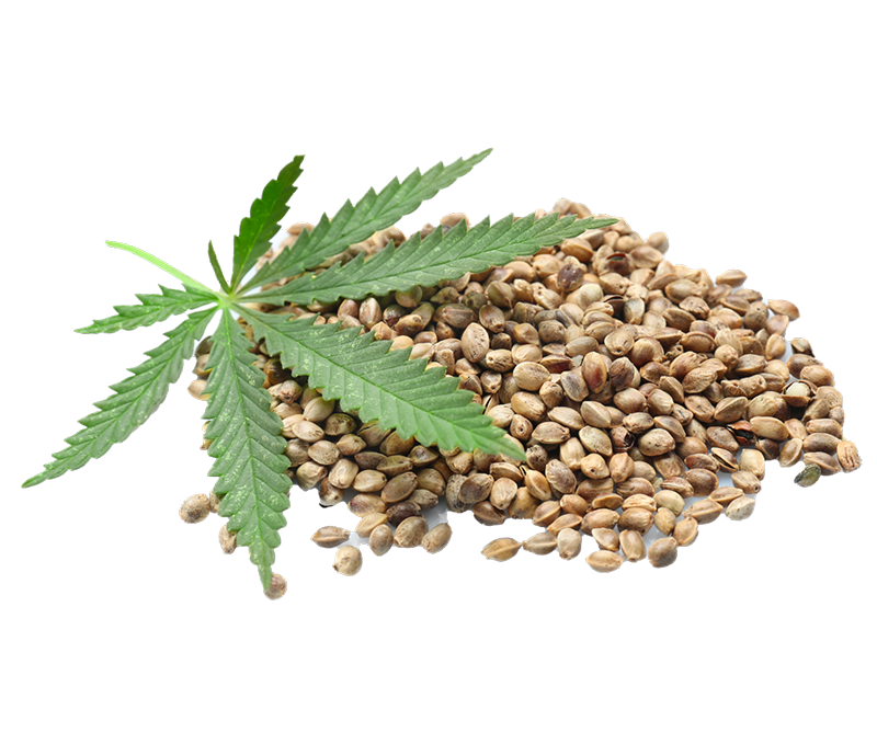 Roasted Hemp